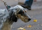 ВЫСТАВКИ - Выставка МГО Динамо 2010